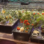 Conquer Pet-Friendly Apartment Hunting: Your Ultimate Guide to Finding the Perfect Place