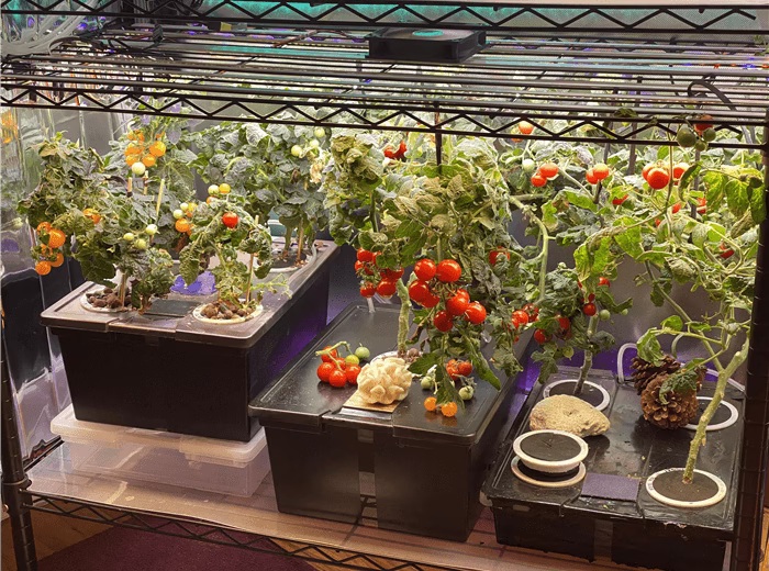 Mastering Hydroponic Tomatoes: Your Essential Guide for Incredible Year-Round Harvests 17 hydroponic tomatoes